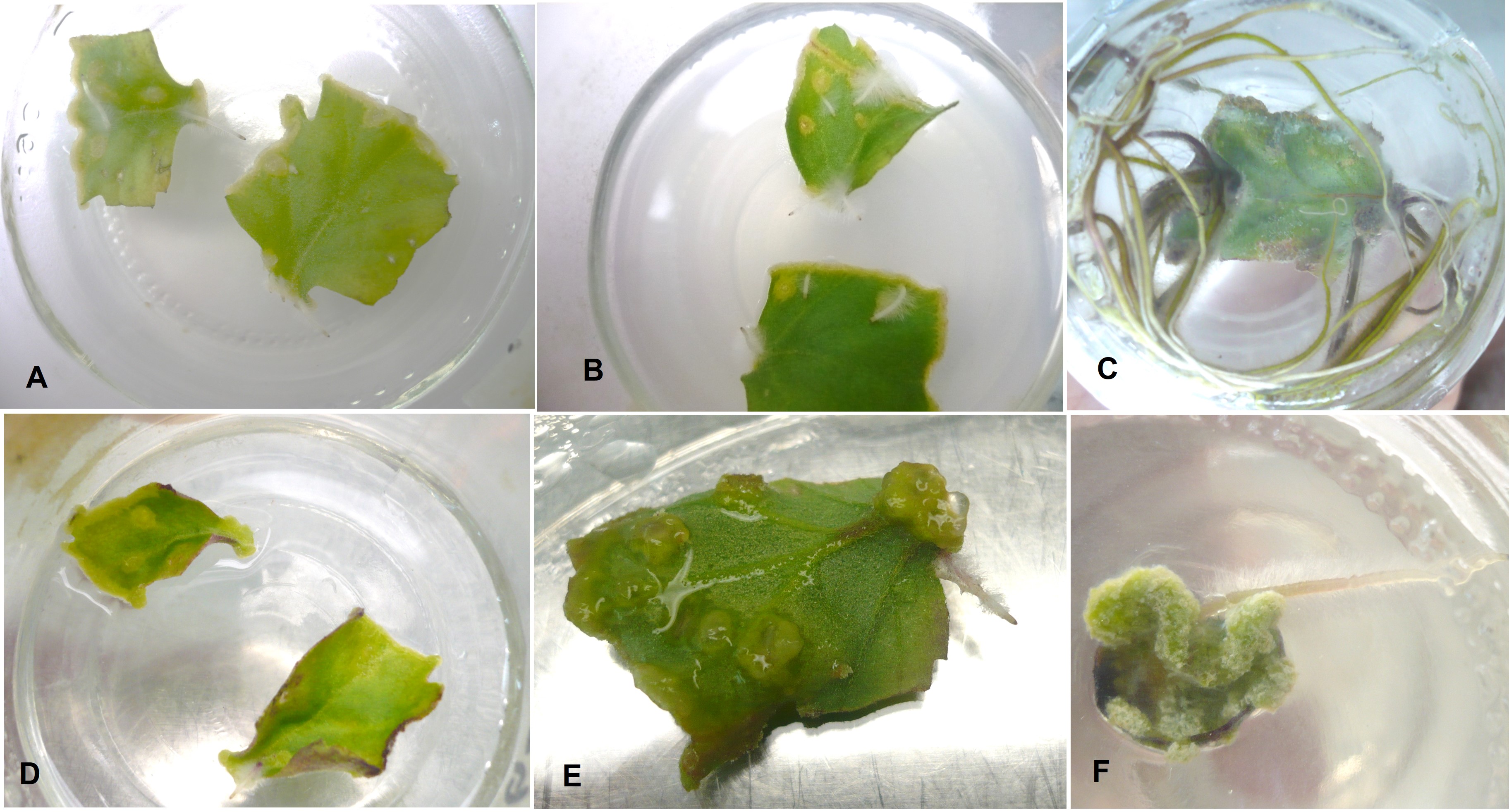 Rhyzogenesis from leaf explant of Chrysantemum grandiflora