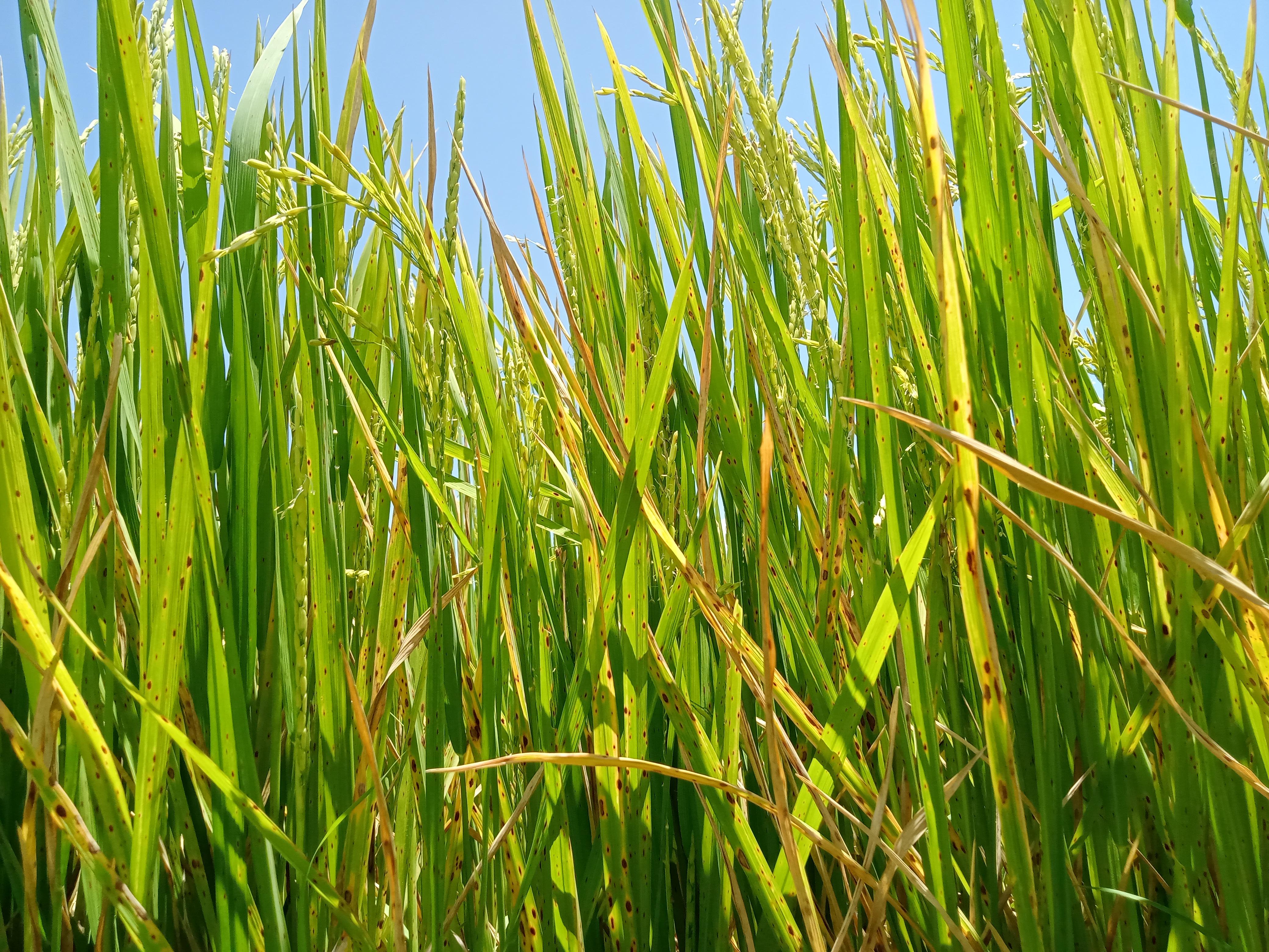 Cultivo de arroz