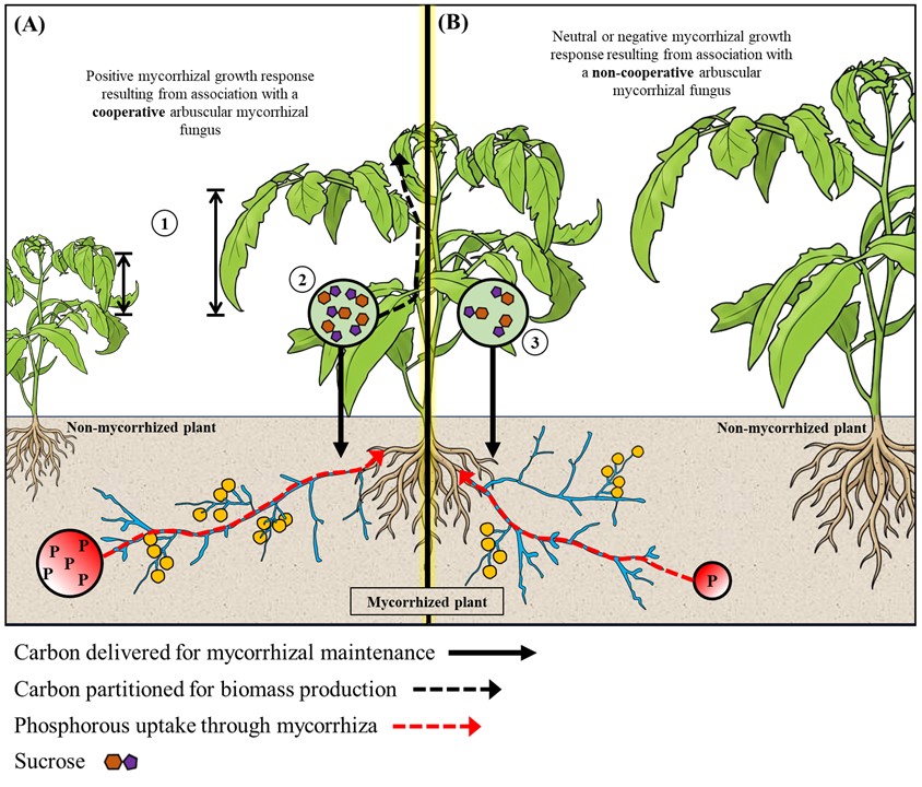 Nutrient exchange and mutual metabolic stimulation as drivers of plant growth in arbuscular mycorrhiza